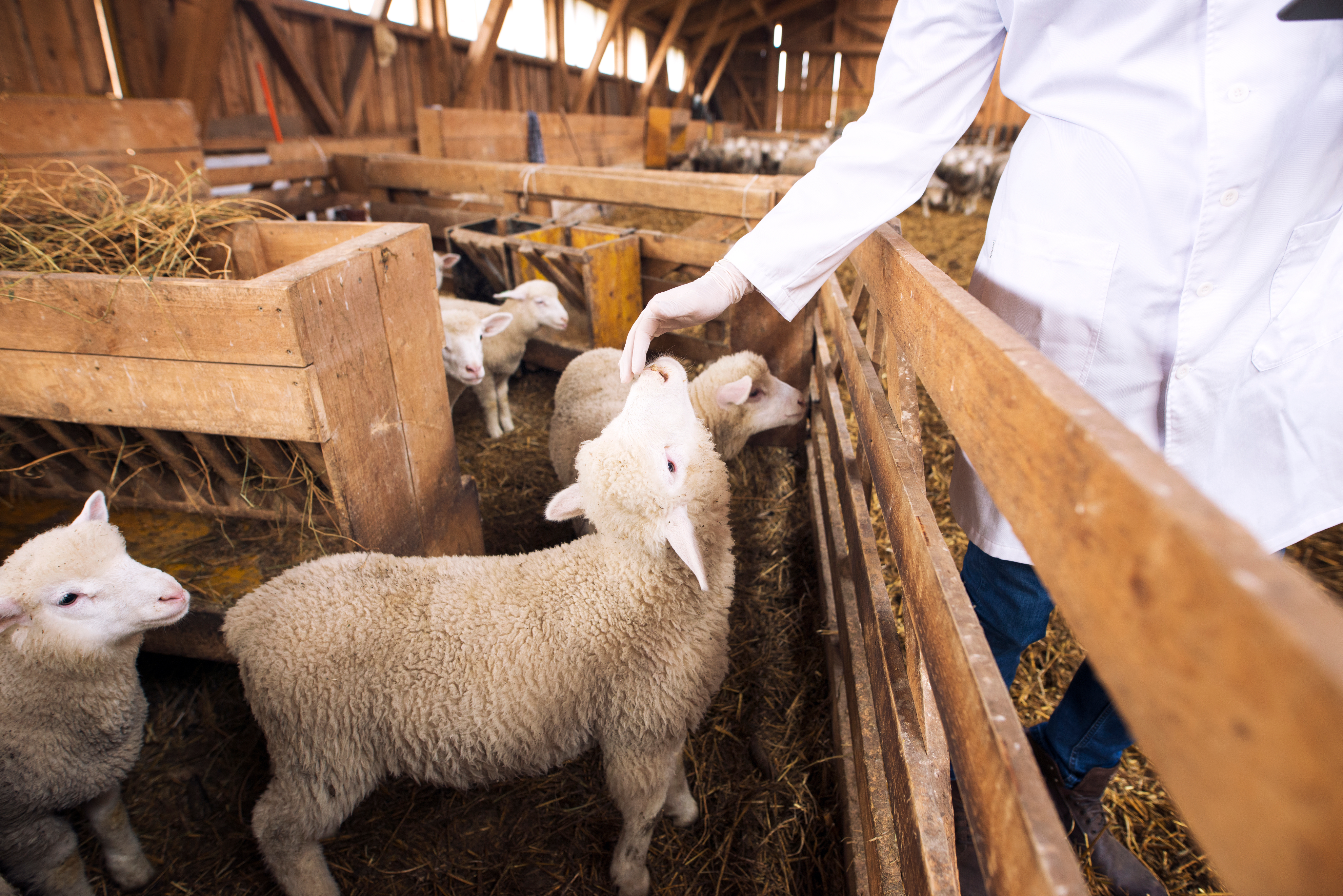 Livestock and Animal Health